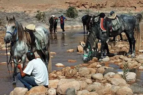 Photo de Zouina Cheval