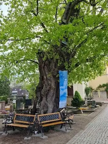 Photo de Horner Linde 900 Jahre alt