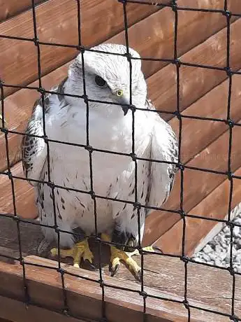World of Raptors