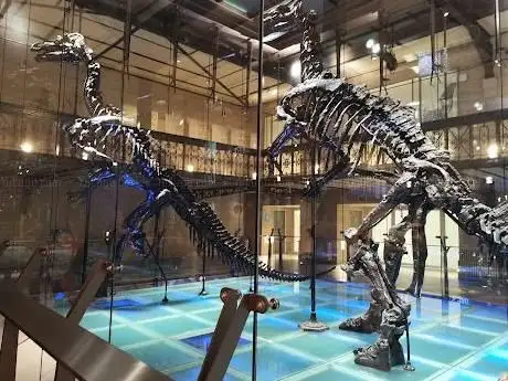 Photo de Institut royal des Sciences naturelles de Belgique