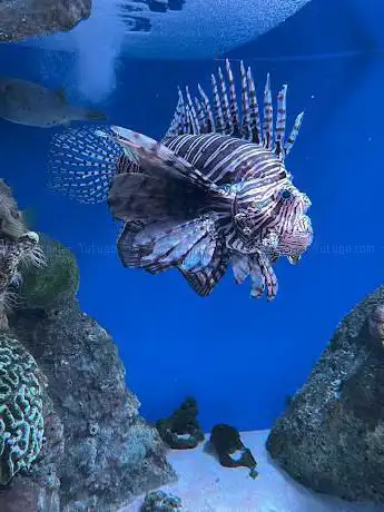 Photo de Aquarium de Nouvelle-Angleterre