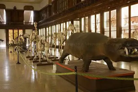 Photo de Zoological Museum of Naples