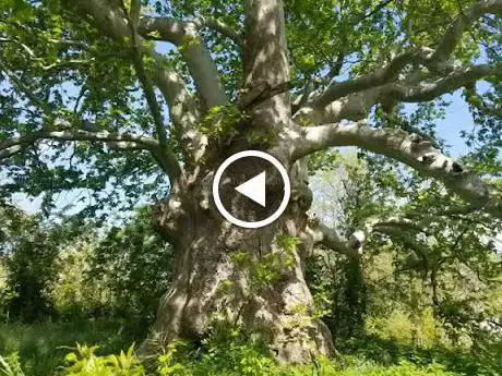 Photo de Albero del Piccioni (o Albero Cavo)