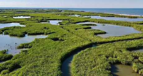 Photo de EcoTour con Nicola Baroni l Escursioni nel Delta del Po