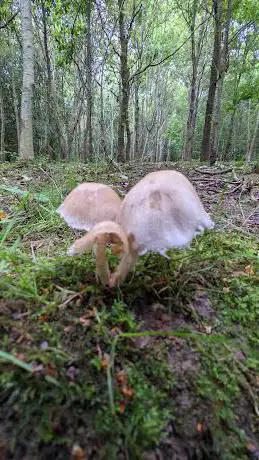 Photo de Worms Wood