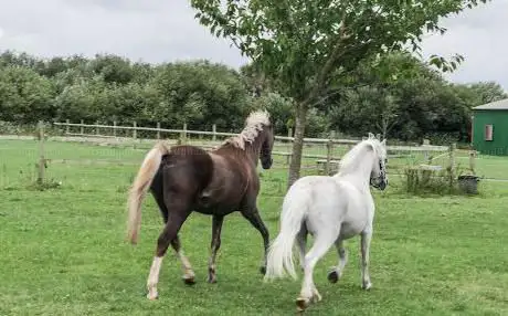 Photo de South Moss Stud