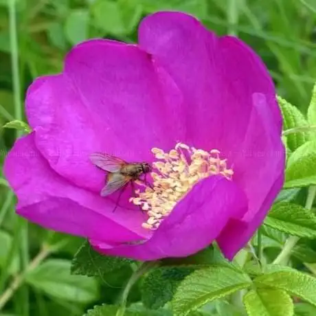 Photo de Lyø