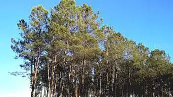 Photo de Landes de Gascogne Regional Natural Park