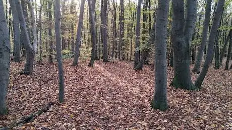 Photo de Ottakringer Wald
