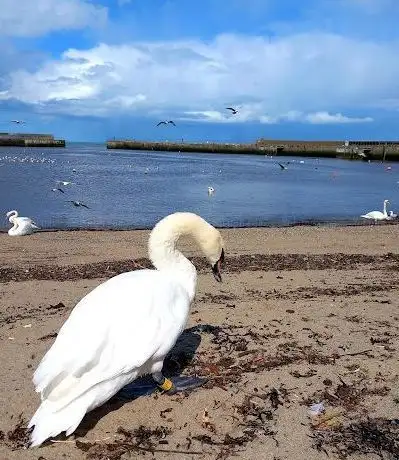 Swan Sanctuary