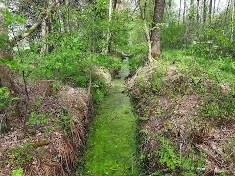 Photo de Moorlehrpfad Hahlener Moor
