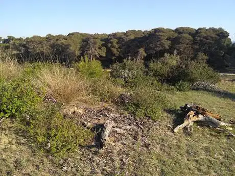 Photo de Riserva Naturale Biogenetica Stornara (Pineta Marziotta)