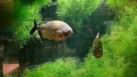 Photo of Bolton Museum  Aquarium and Archive
