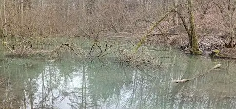 Photo of Classes de forêt