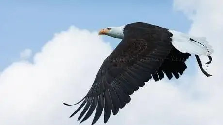 Photo de Adlerwarte Obernberg