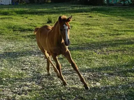 Photo de Centro Hipico Equus Bierzo