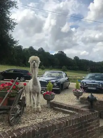 Photo de Dorset Alpaca Walking/Alpaca Cottage/Shepherd's Hut