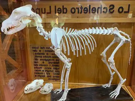 Photo de Museo Naturalistico Del Cupone