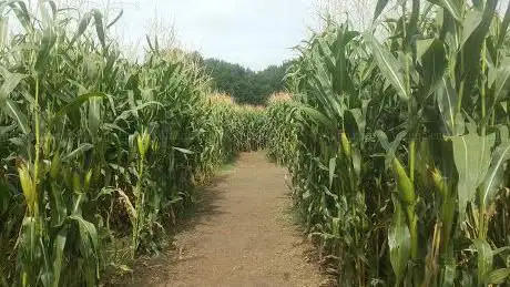 Photo de Labyrinthe de Beaugency (45)