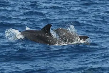 Photo of Catamaran NAVIVOILE
