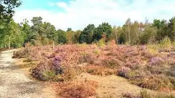 Photo de Snelsmore Common