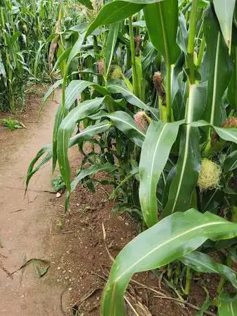 Photo de South Devon Maize Maze