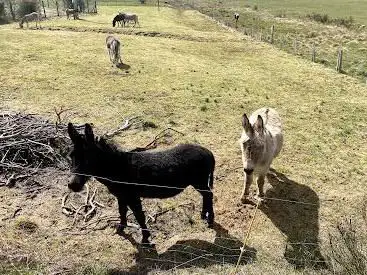 Photo de Les Ânes en Margeride