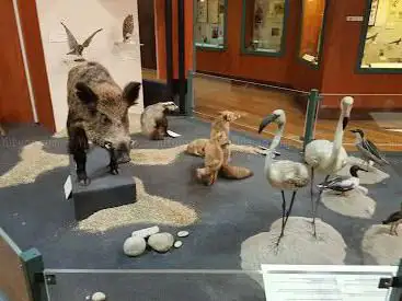 Photo de Muséum d'Histoire naturelle de Nice