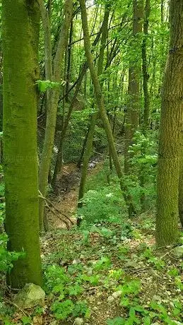 Photo de Siegenfelder Wasserfall