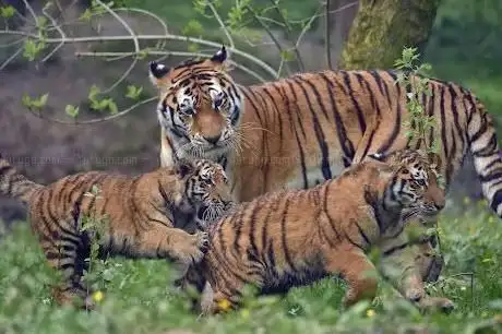 Photo of Lumigny Safari Reserve