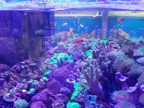 Photo de Aqualux Concept - Aquarium Luxembourg