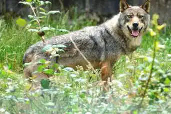 Photo de Menez-Meur domain