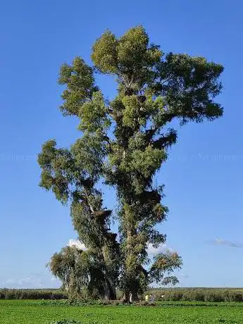 Photo de Eucalipto de la Pizana