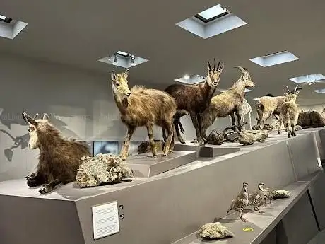 Photo of Musée du Liechtenstein