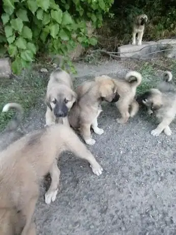 Photo de Fatma Karakış Parkı
