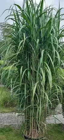Photo de GüLo's Garten