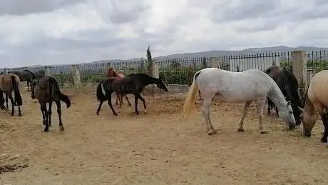 Photo de Yeguada Alarcón