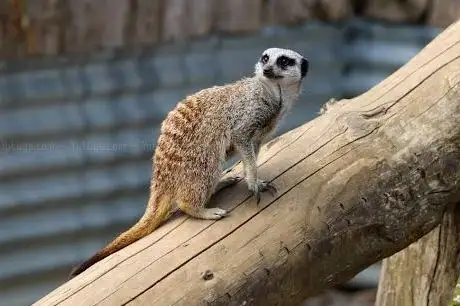 Photo de Secret Valley Wildlife Park