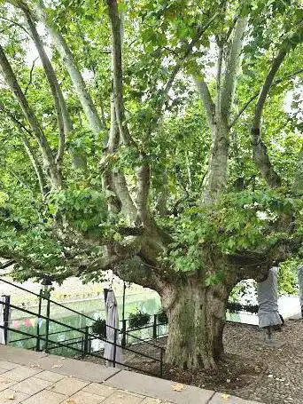 Photo de Platane à feuilles d'érable