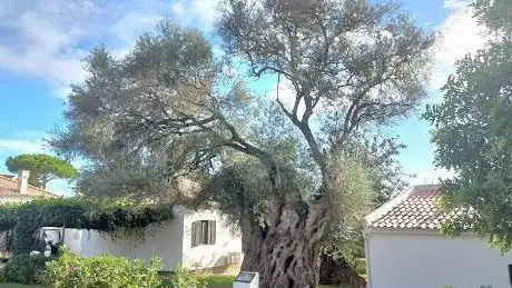 Photo de Oliveira Bimilenar de Tavira