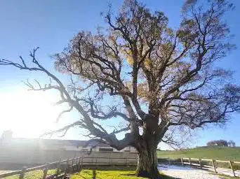 Photo de Roble de Garinoain - Garinoaingo Haritza