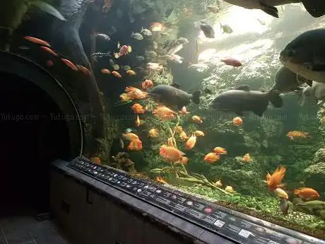 Photo of Obří akvárium