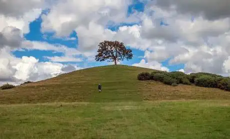 Photo de Burrow Hill Tree