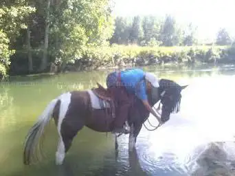 Photo de Le Ranch Des Centaurées Equestrian Center D'équitation Western