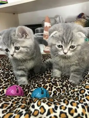Photo de Dilan Akvaryum Petshop