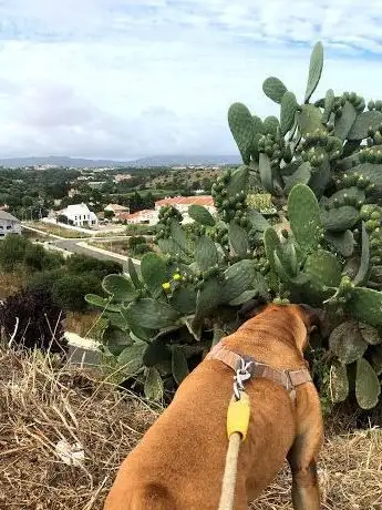Photo de Campo de Jogos do Murtal
