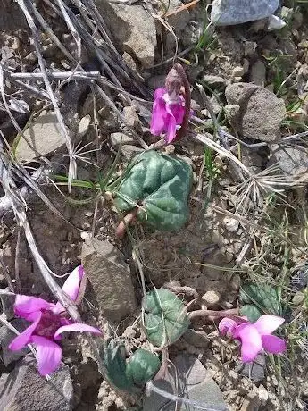 Photo de Mesire Alanı