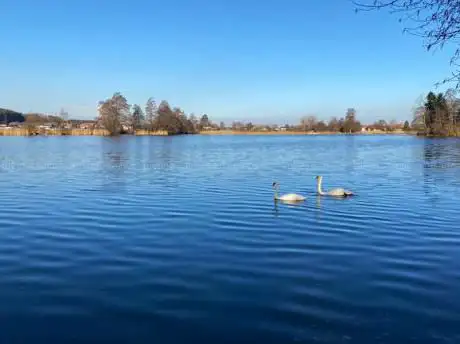 Photo de Lac d'Inkwil