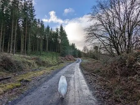 Photo de Glenafelly Forest Recreation Area