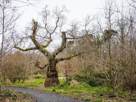 Oakfield Glen and Bashfordsland Wood